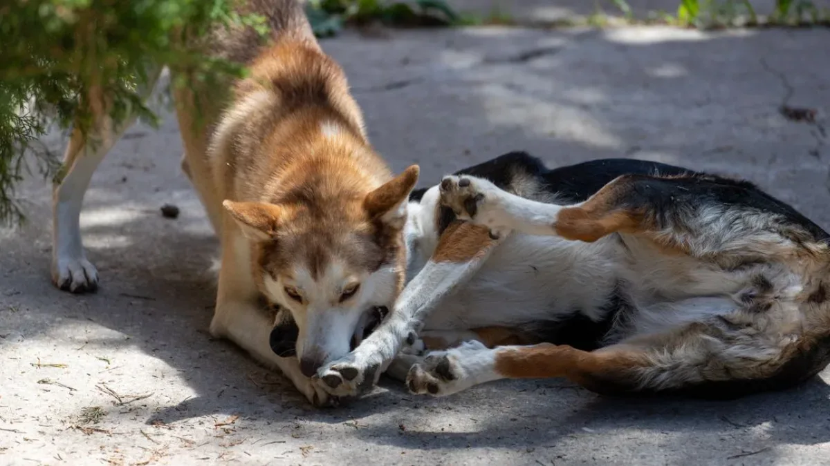 Beyoğlu'nda Köpek Kavgası: Sahibine Bıçakla Saldırı